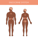 hormonell system_web