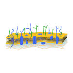 membran_web
